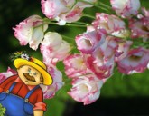 Эустома: выращивание из семян в домашних условиях