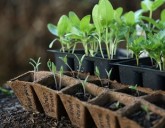 Лучшие 10 растений, чтобы посеять в Январе