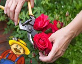 Как ухаживать за розой, удобрение роз, защита от болезней и вредителей