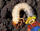 Избавиться от медведки и личинки майского жука с гарантией!