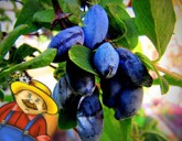 Жимолость - полезные свойства и как за ней ухаживать