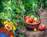 Хитрости и секреты ленивого компостирования