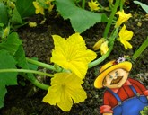 Огурцы цветут, но не плодоносят. Что делать?