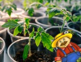 Проверка и подготовка семян к посадке!