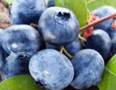 ГОЛУБИКА, ПОСАДКА и УХОД.