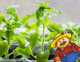 Как вырастить крепкую и здоровую рассаду.