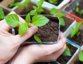 Сажаем перцы и баклажаны. 