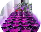 Как ускорить отдачу урожая у перцев и баклажанов?