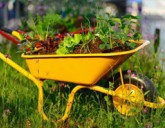 Вся правда о частой перекопке почвы.