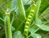 СЕЕМ СИДЕРАТЫ ВЕСНОЙ!