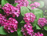 11 самых лучших быстрорастущих декоративных кустарников