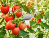 3 УРОЖАЯ В ТЕПЛИЦЕ ЗА 1 СЕЗОН