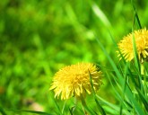 Лучшие химические средства в борьбе с одуванчиками и другими сорняками на газоне