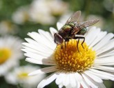 Ловушки (липкие ленты и приманки) помогают избавиться от мух в помещении