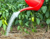 КАК ПРАВИЛЬНО ПОЛИВАТЬ ОВОЩИ?