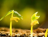 Удачный ЛУННЫЙ ПОСЕВНОЙ календарь на ИЮЛЬ 2020 года