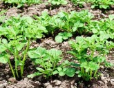 16 ЛУЧШИХ СРЕДСТВ ОТ КОЛОРАДСКОГО ЖУКА