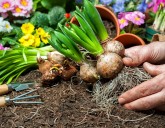 Когда выкапывать и как хранить луковицы тюльпанов, нарциссов, гиацинтов, крокусов?