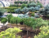 5 ПРИЧИН ПОСАДИТЬ ХВОЙНЫЕ РАСТЕНИЯ НА СВОЕМ УЧАСТКЕ