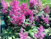 АСТИЛЬБА – самый привлекательный декоративный многолетник