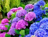 ПОДКОРМКА ГОРТЕНЗИИ