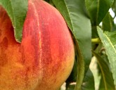 Осенняя ⁣обработка сада от болезней и вредителей