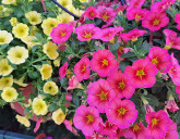 Рассада однолетних цветов в Садовом Центре