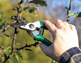 Весенняя обрезка плодовых деревьев и кустарников