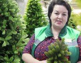 Как правильно выбрать ёлку к новому году?