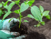 Удачный ЛУННЫЙ ПОСЕВНОЙ КАЛЕНДАРЬ на АПРЕЛЬ 2026 года