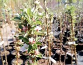 В Садовом Центре НОВОЕ ПОСТУПЛЕНИЕ ПЛОДОВЫХ САЖЕНЦЕВ