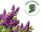 Сирень Победы в рамках акции 