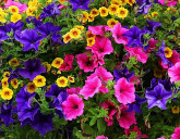 ЦВЕТЫ: ЧТО ПОСЕЯТЬ В ФЕВРАЛЕ?