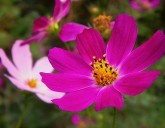 Однолетники, которые можно и нужно сеять под зиму