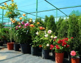 Роскошные розы для Вашего любимого сада!