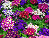 Яркая и нежная цинерария уже в продаже!