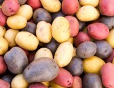 Семенной картофель уже в продаже!