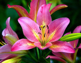 К нам поступили ЛУКОВИЧНЫЕ и КОРНЕВИЩНЫЕ КУЛЬТУРЫ!