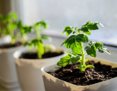 Почему рассада отказывается нормально расти?