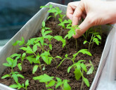 Здоровая и крепкая рассада - это просто! ВИДЕО