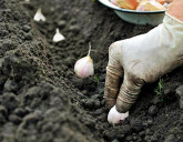 КАК ПОСАДИТЬ ОЗИМЫЙ ЧЕСНОК?