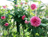 Прекрасные розы в Садовом Центре ждут своих обладателей