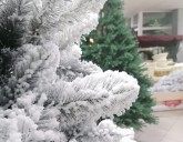 ПОСТУПЛЕНИЕ ИСКУССТВЕННЫХ ЕЛЕЙ в ТС 