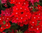 Однолетники с красными цветками