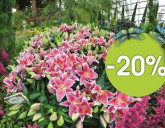 ПОСАДОЧНЫЙ МАТЕРИАЛ В УПАКОВКЕ И ЛУКОВИЧНЫЕ КУЛЬТУРЫ