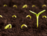 Плохая всхожесть семян: что делать?