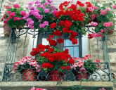 ЛУЧШИЕ ЦВЕТЫ ДЛЯ ВАШЕГО БАЛКОНА