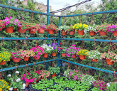 Изменение режима рабочего времени в Садовых Центрах