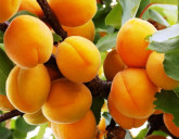 Плодовый сад, важные моменты