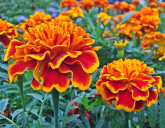 САЖАЕМ ЭТИ ЦВЕТЫ В МАЕ В ОТКРЫТЫЙ ГРУНТ